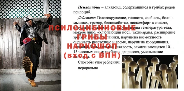 сатива Беломорск